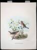 10 hand colored lithographs of various birds by Daniel Giraud Elliot - 6