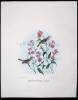 10 hand colored lithographs of various birds by Daniel Giraud Elliot - 7