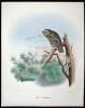 10 hand colored lithographs of various birds by Daniel Giraud Elliot - 8