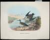 10 hand colored lithographs of various birds by Daniel Giraud Elliot - 9