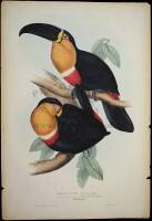 Ariel Toucan (Ramphastos Ariel)