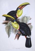 Swainson's Toucan (Ramphastos Swainsonii)