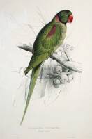 Hooded Parrakeet (Pal&aelig;ornis Cucullatus)