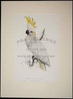 Lesser Sulphur-Crested Cuckatoo (Plyctolophus Sulphureus)