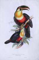 Red-breasted Toucan (Ramphastos Discolorus)