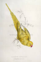 Rose Ringed Parrakeet - Yellow Variety (Palaeornis Torquatus)