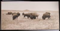 Buffalo Grazing North Montana Prairies - 1880