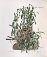 Illustrations of Nests and Eggs of Birds of Ohio with Text