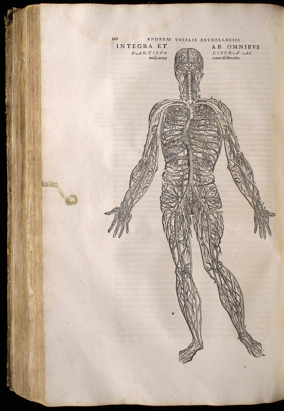 [De Humani Corporis, i.e.] Andreae Vesalii Bruxellensis, scholae ...