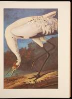 The Original Water-Color Paintings by John James Audubon for The Birds of America