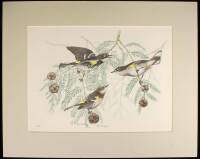 19 handcolored prints, signed by the artist