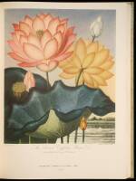 Flower and Fruit Prints of the 18th and early 19th centuries