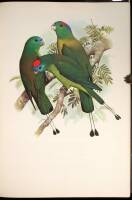 Parrots of the World