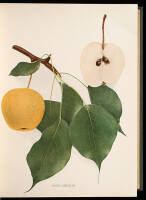 The Peaches [and] Pears of New York