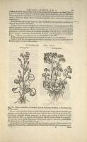 A Leaf from the 1583 Rembert Dodoens Herbal printed by Christopher Plantin