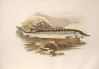 British Fresh-Water Fishes