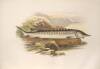 British Fresh-Water Fishes