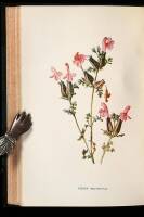 Familiar Wild Flowers: Series I - VII