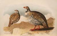 The Game Birds of India, Burmah, and Ceylon