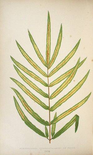 A Natural History of New and Rare Ferns...Amongst Which are the New Hymenophyllums and Trichomanes