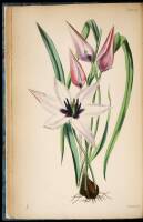 Contributions to the Flora of Mentone and to a Winter Flora of the Riviera including the Coast from Marseilles to Genoa