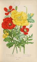 Flowering Plants of Great Britain, Grasses, Sedges & Ferns of Great Britain...