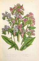 Flowering Plants of Great Britain, Grasses, Sedges, and Ferns of Great Britain...