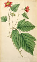 Flora Americ&aelig; Septentrionalis; or, A Systematic Arrangement and Description of the Plants of North America. Containing, Besides What Have Been Described by Preceding Authors, Many New and Rare Species, Collected During Twelve Years Travels and Residence i