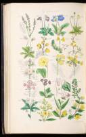 British Wild Flowers. Illustrated by John E. Sowerby. Described, with an Introduction and a Key to the Natural Orders, by C. Pierpoint Johnson