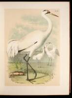 The Birds of North America: One Hundred and Nineteen Artistic Colored Plates Representing the Different Species and Varieties, Drawn and Colored from Nature, Including a Copious Text Giving a Popular Account of Their Habits and Characteristics, Based on O