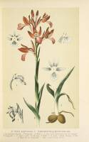 Die Orchidaceen Deutschlands, Deutsch-Oesterreichs und der Schweiz