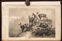 Chamois Hunting in the Mountains of Bavaria