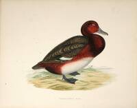 British Game Birds and Waterfowl (plates only)