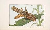 Smithsonian Scientific Series