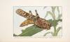 Smithsonian Scientific Series