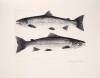 Atlantic Salmon - 4