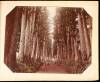 Two Japanese Photograph Albums containing 63 hand-painted albumen photos - 8