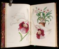 L'Illustration Horticole: Journal Special des Serres et des Jardins