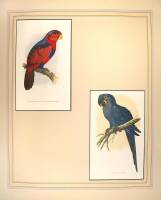 Approximately 45 color wood cuts of parrots
