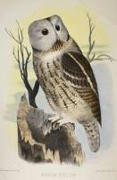 Approximately 23 hand-colored lithographs of birds