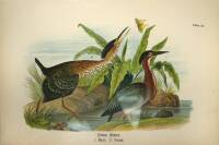 Approximately 67 small color lithographs of birds
