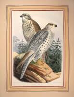 Approximately 9 hand-colored lithographs of raptors