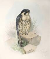 Approximately 18 colored prints of birds