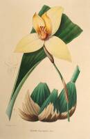 Approximately 16 color plates of orchids