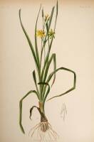 Approximately 56 color prints of flowers