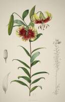 Approximately 11 color prints of lillies