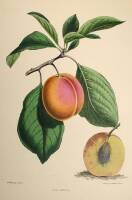 Approximately 56 color prints of peaches