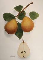 Approximately 40 color prints of pears