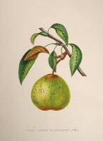 Approximately 20 hand-colored lithographs of fruit