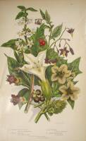 Approximately 114 small color lithographs of flowers and grasses